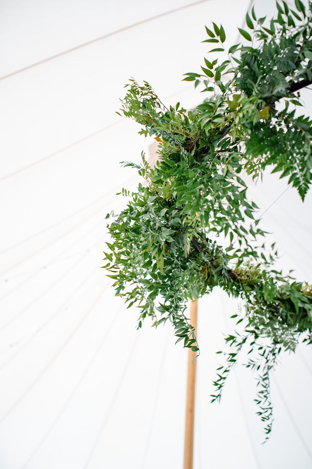 Lush green foliage plant with delicate leaves mounted on a wooden pole against a white background in a vineyard.