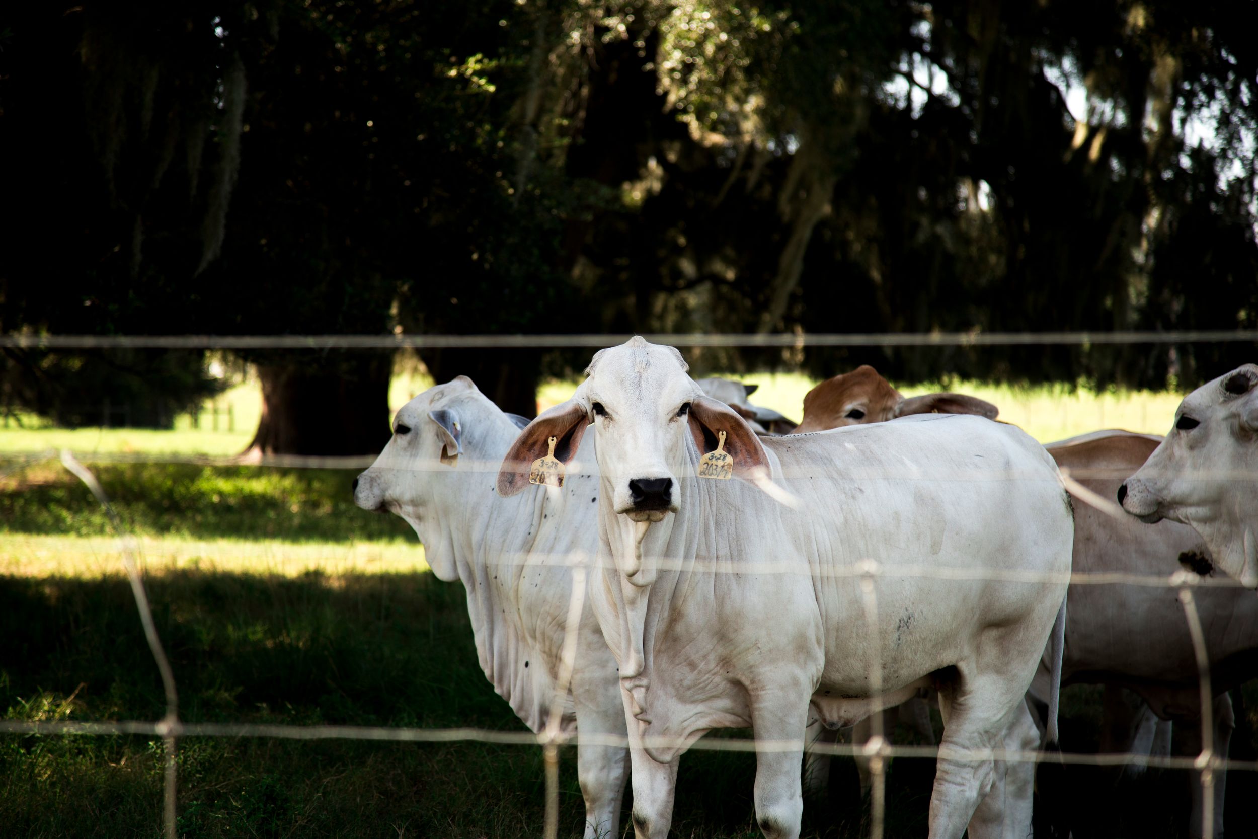 Travel Photographer in Panama City Florida. Nature photos in the Florida Panhandle: Beaches, Bayou, Natural Springs, Skies, Plants, and more