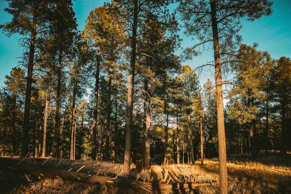 Tall pine trees cast long shadows in a forest clearing during golden hour with bright turquoise sky overhead.