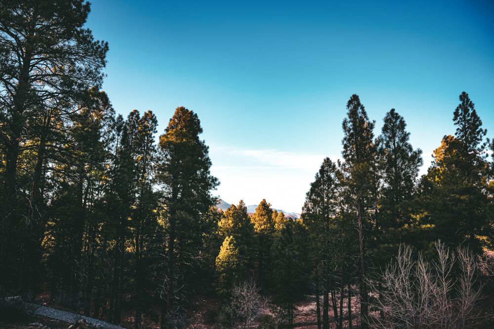 Tall evergreen pine trees silhouetted against a bright blue sky during sunset.
