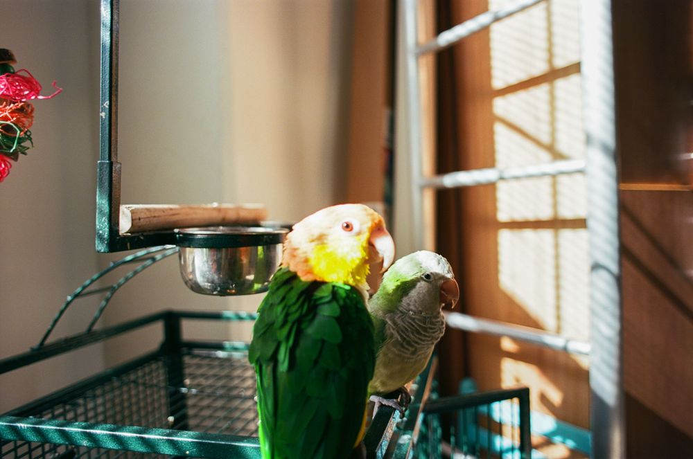 Two colorful parrots perch together near a sunny window, with one having bright green and yellow feathers.