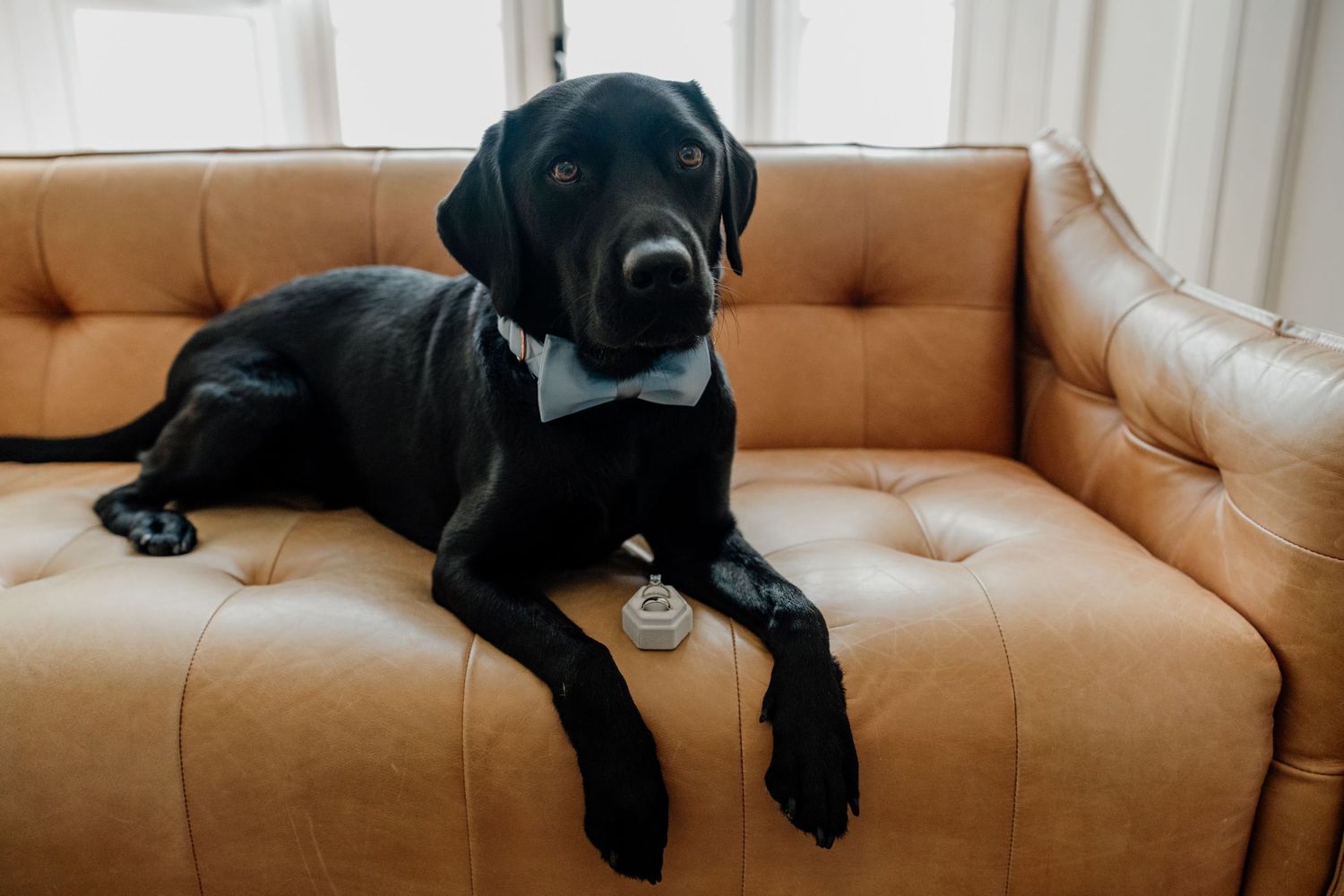Black Labrador dog relaxing on tan leather couch in natural window light.