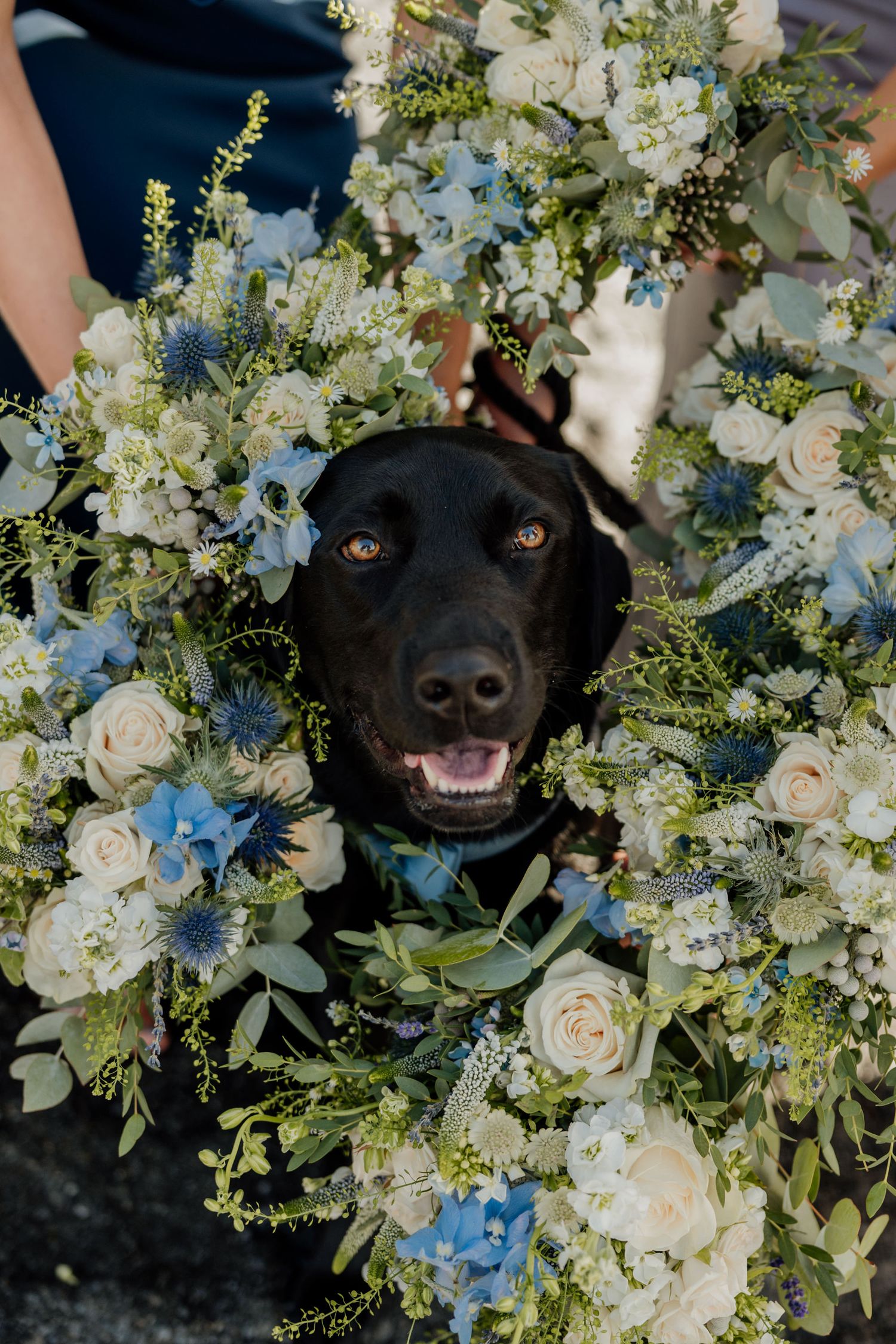 Happy black dog wearing floral collar made of white roses and blue flowers.