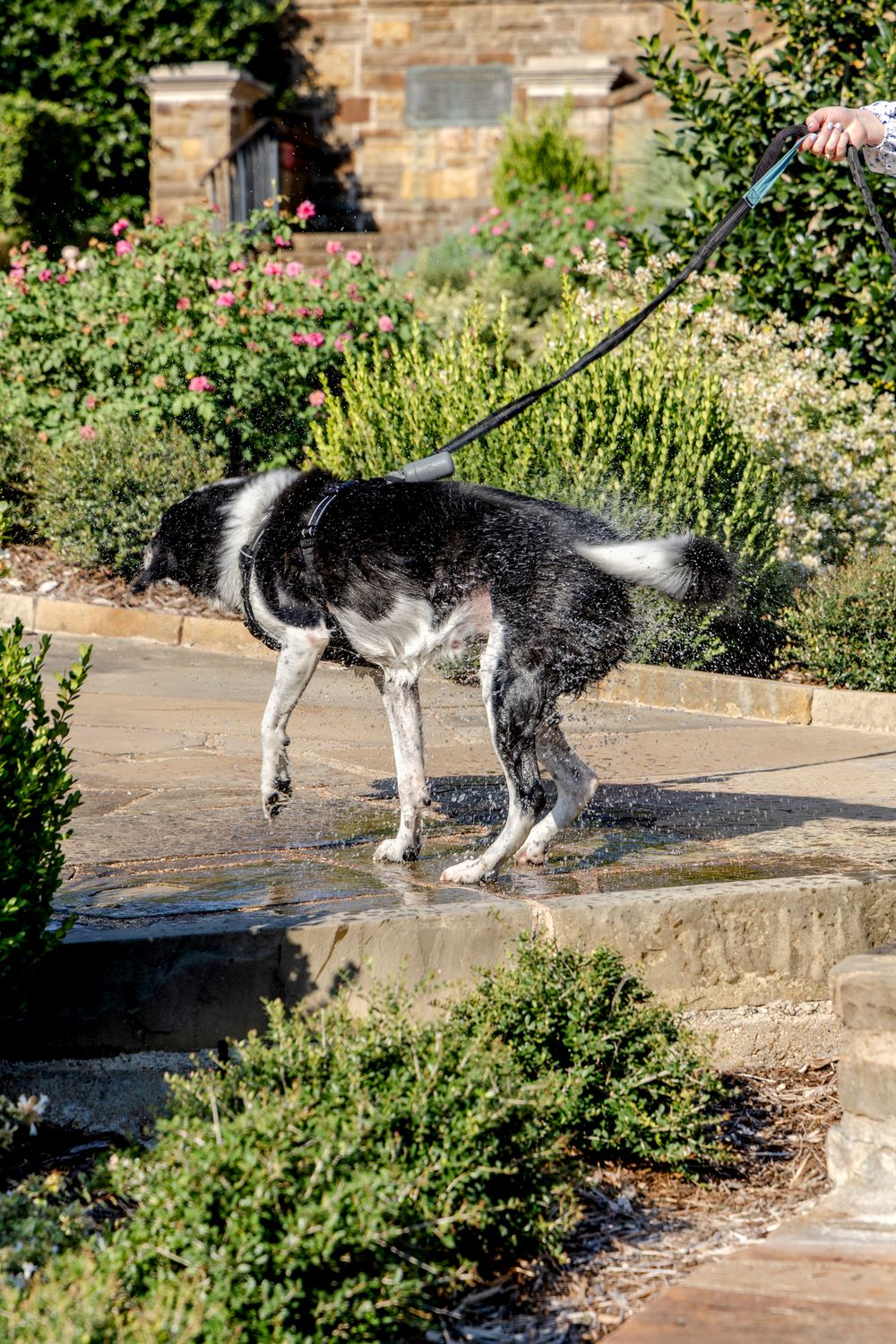 Playful engagement photos with pets at Texas botanical gardens