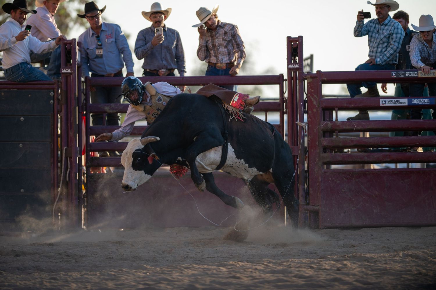 Action sequence of a cowboy being thrown off a bucking bull during a dramatic rodeo competition.