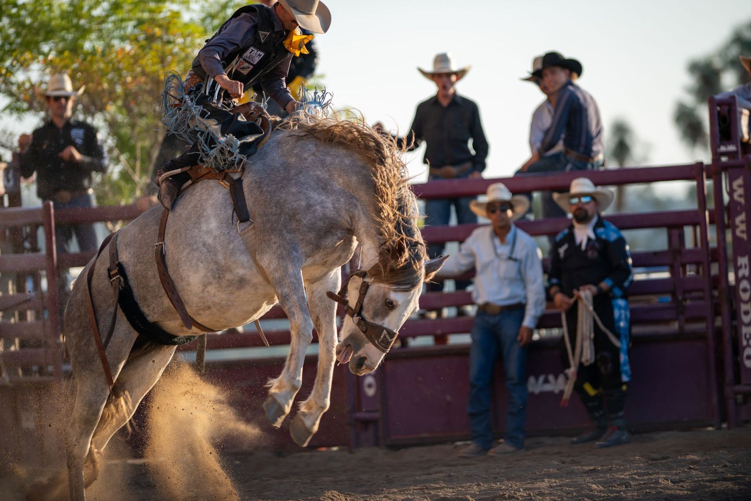 Bull rider attempts to stay mounted on a powerful bucking bull during a rodeo competition at an outdoor arena.