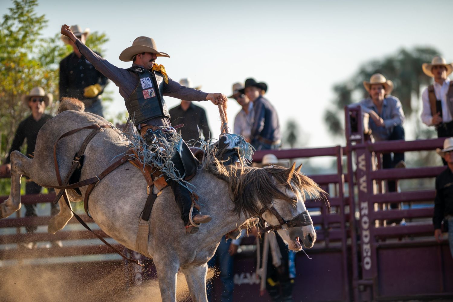 Professional rodeo rider hangs on tight as bucking bronco leaps into the air during an intense competition.