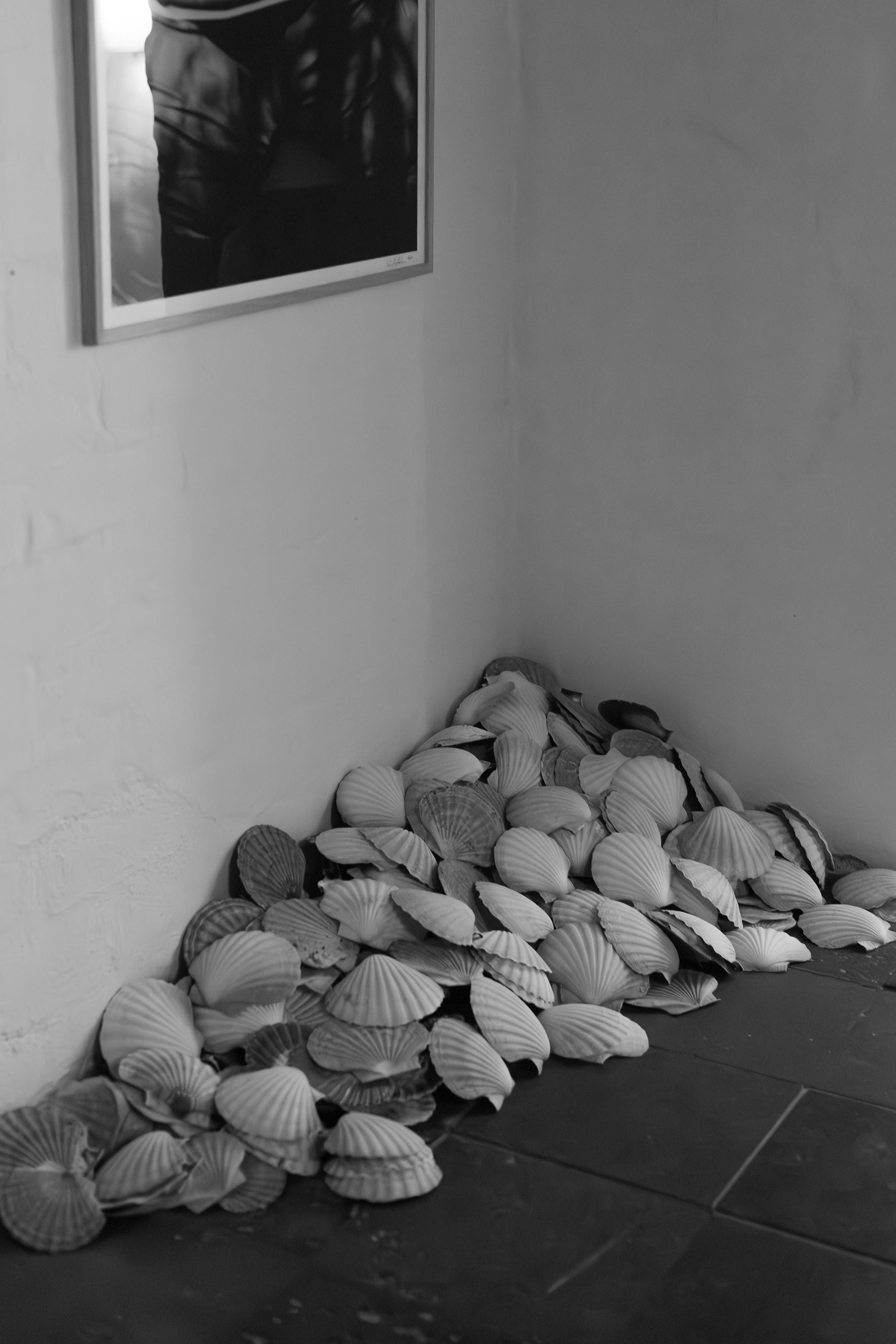 Row of white seashells lined up against a wall in an artistic installation.