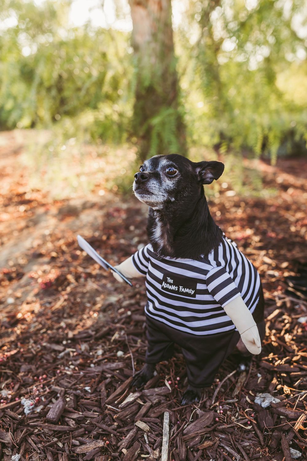 Small dog wearing a striped black and white prison costume lies on fallen leaves in an outdoor setting.