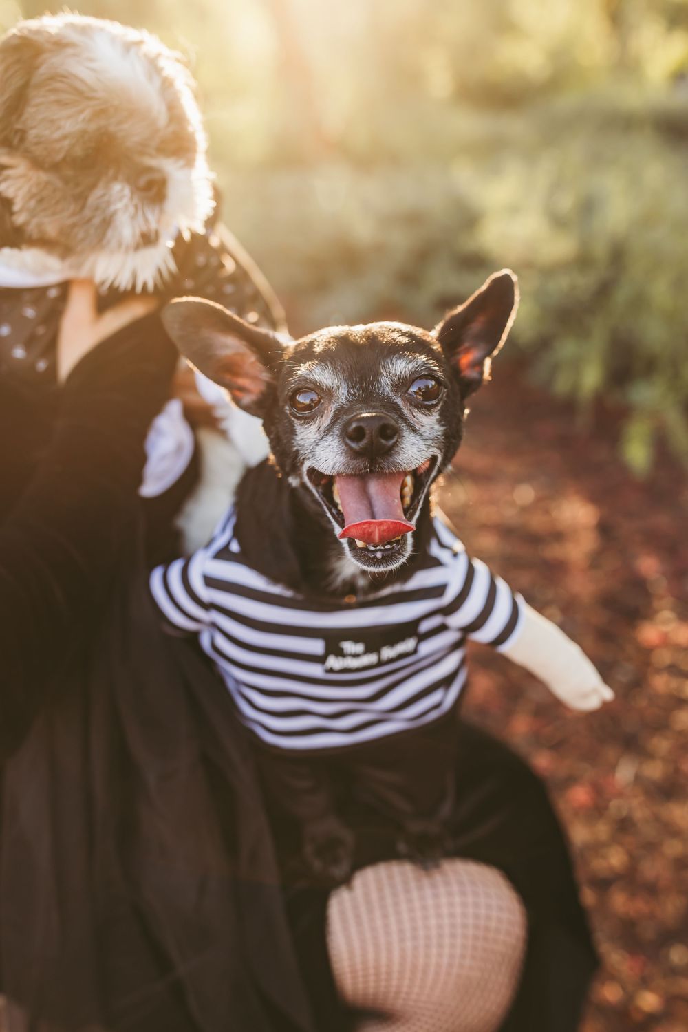 A happy Chihuahua dog wearing a striped sailor shirt smiles at the camera in natural outdoor lighting.