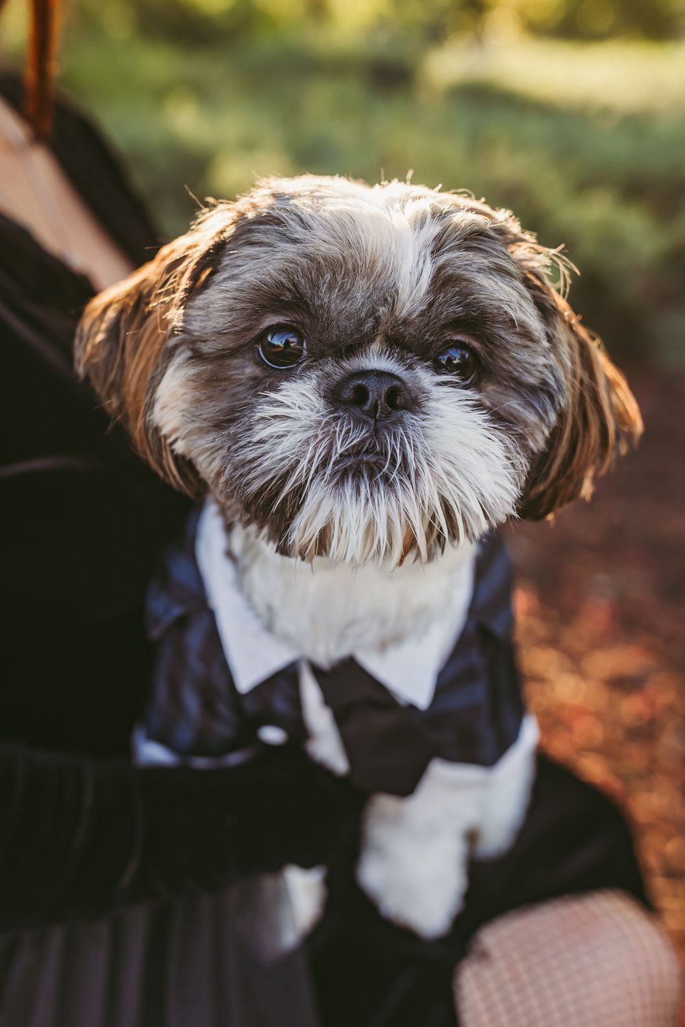Close-up portraits of a Shih Tzu dog wearing a formal black and white bow tie against a natural background.