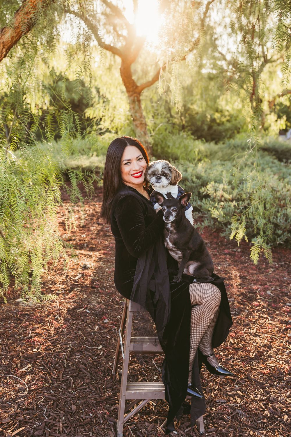 A small grey dog sits on a wooden ladder in a wooded setting during golden hour.