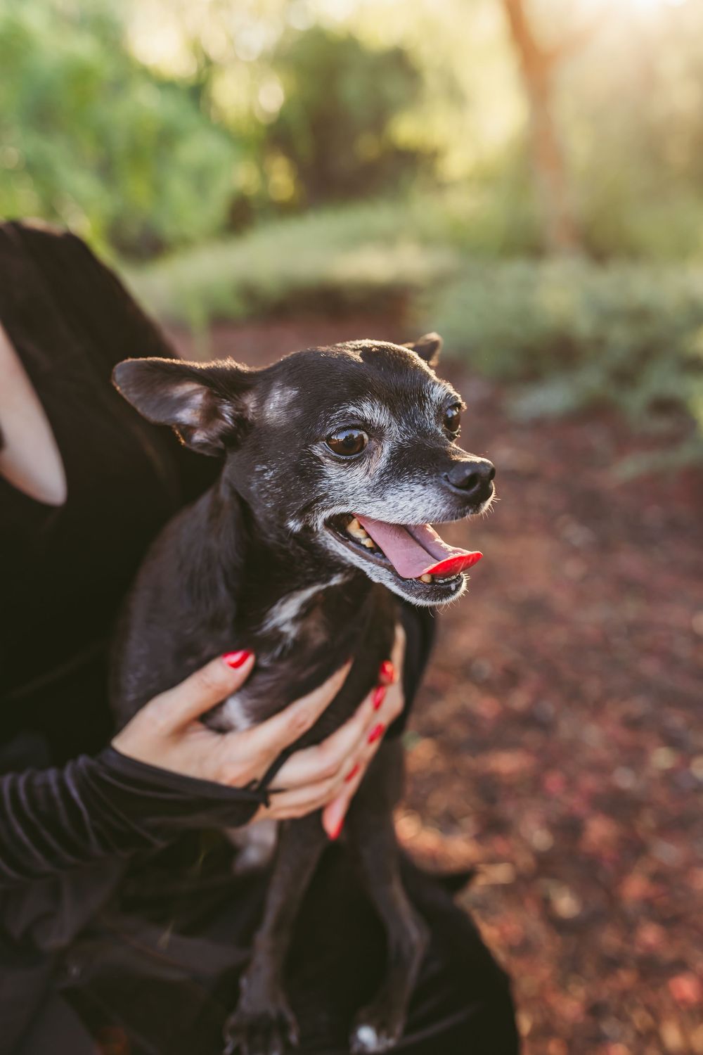 Close-up shots of a senior black Chihuahua mix dog showing various expressions against a natural backdrop.