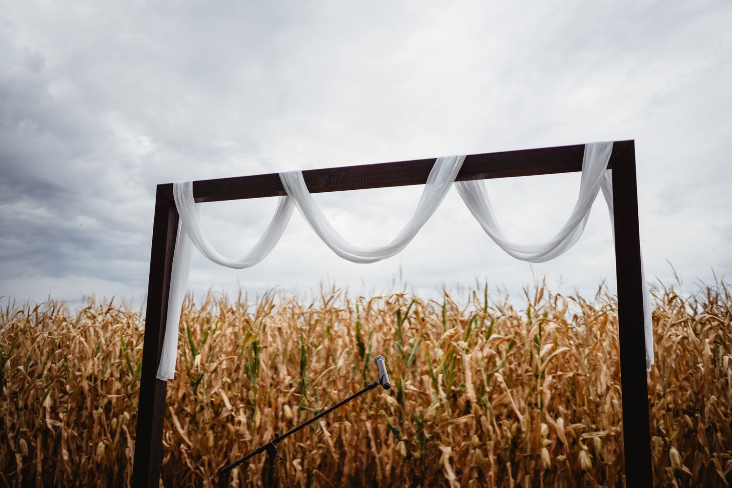 A black fence with curvy decorative metal work stands in contrast against a golden cornfield during harvest season.