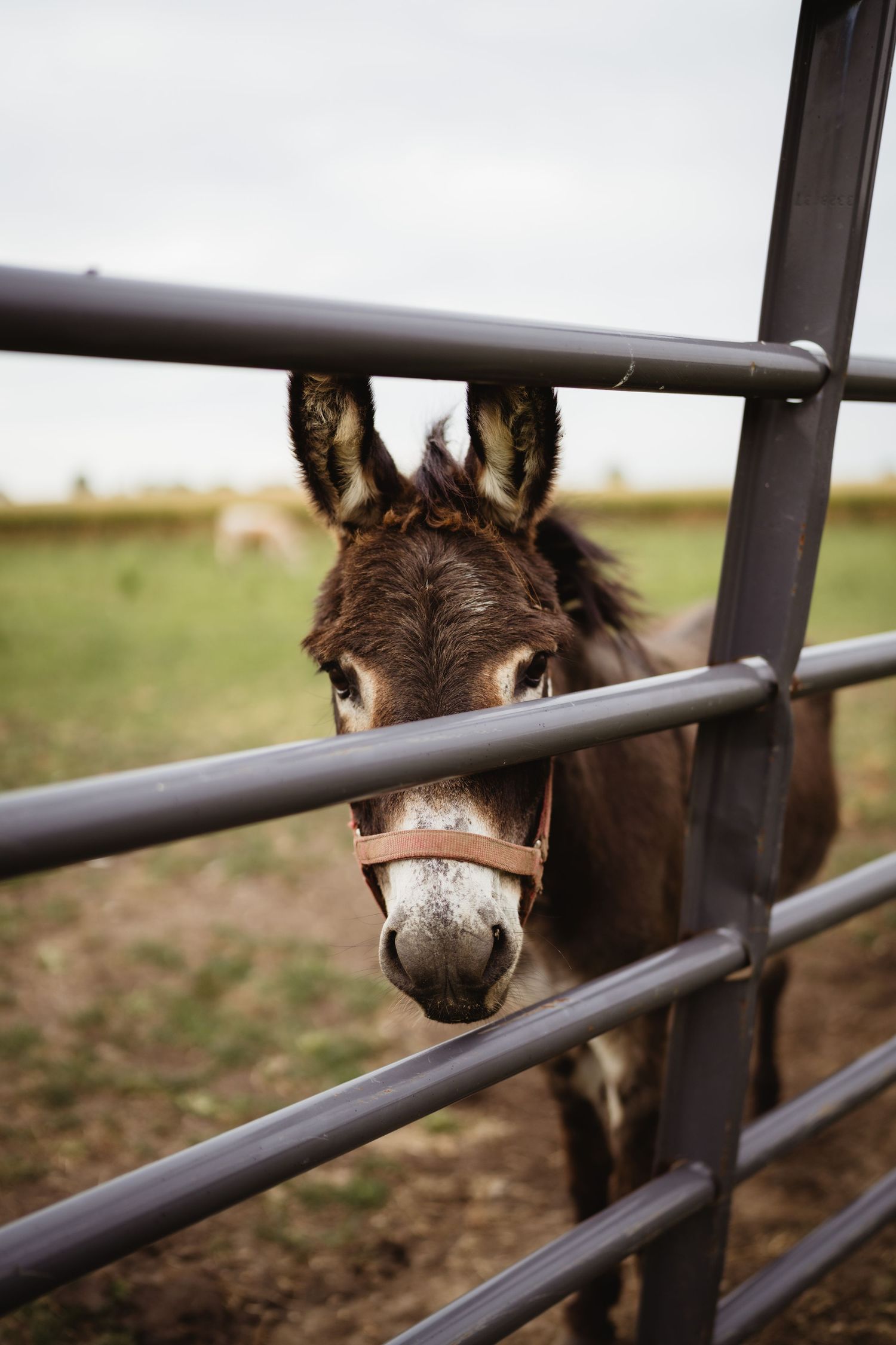 A close-up view of a donkey's face peeking through metal corral bars in a rural setting.