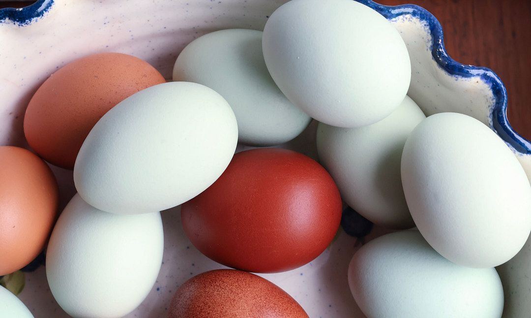 Colorful collection of eggs