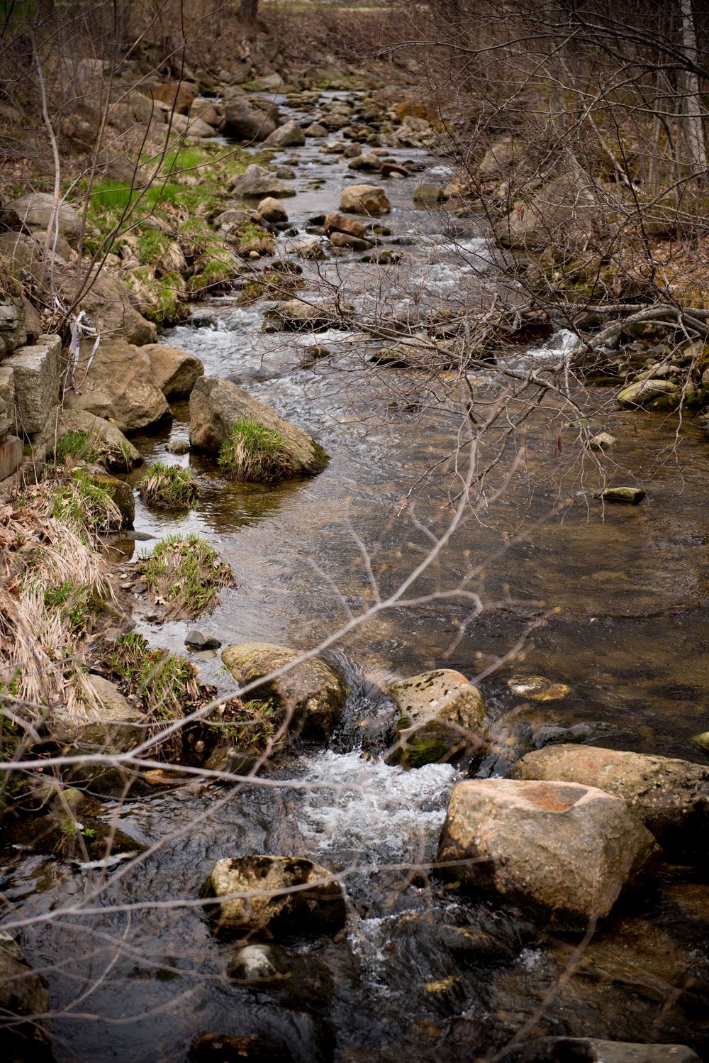 A rocky stream flows through a wooded area with moss-covered stones creating small rapids.