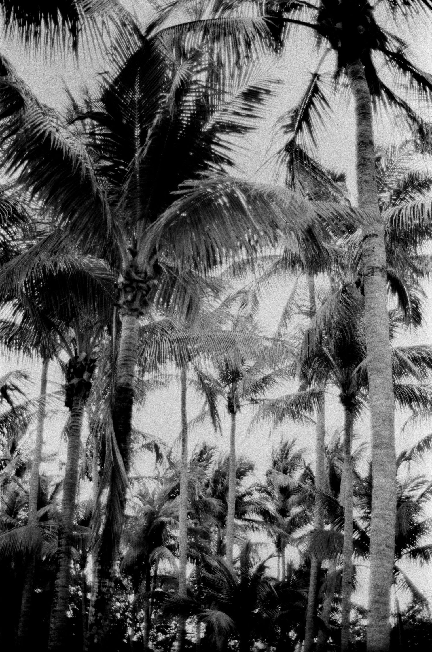 Black and white tropical scenery with tall palm trees silhouetted against a bright sky in a repeating pattern.
