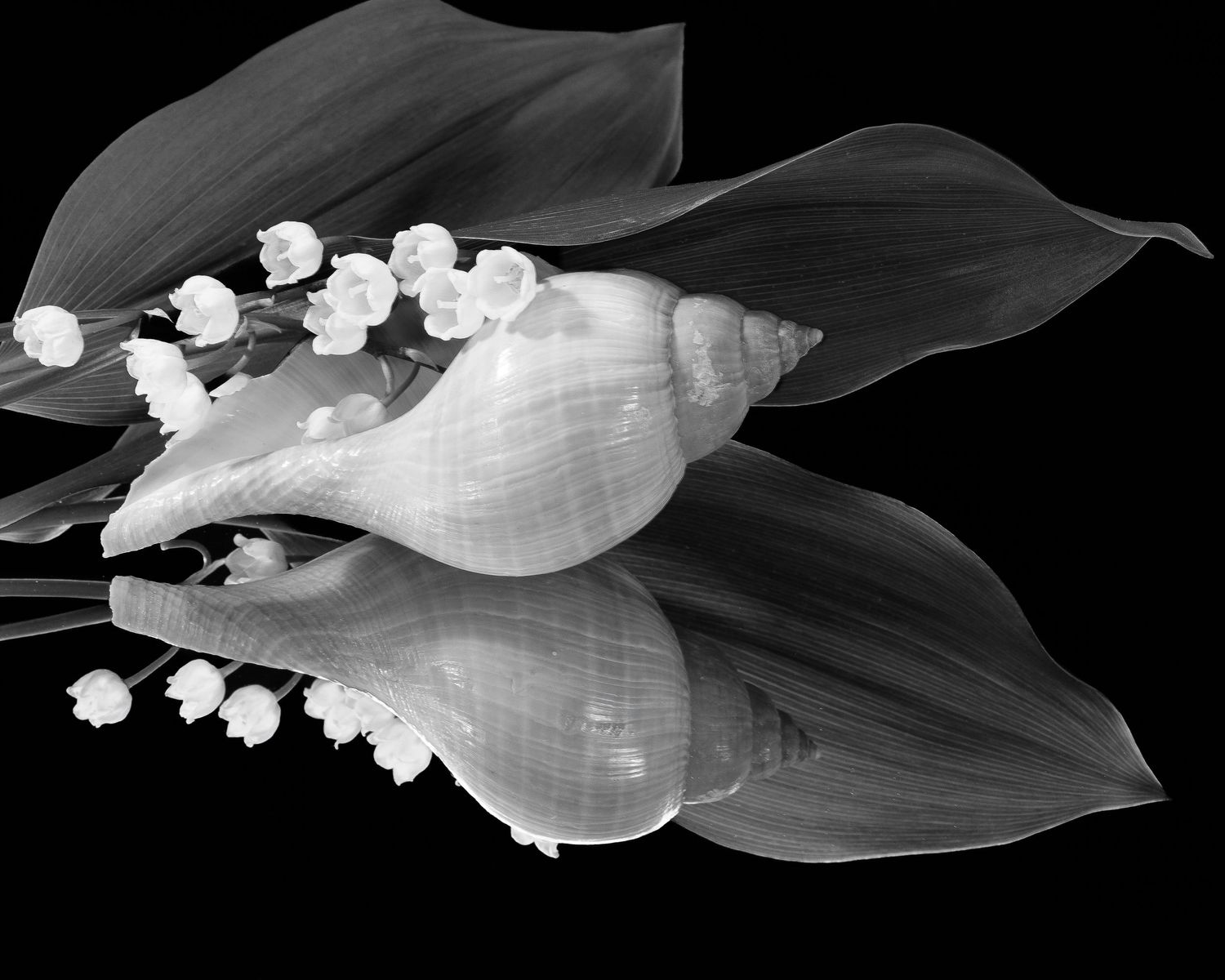 Still ife Shell with lily of the valley reflection