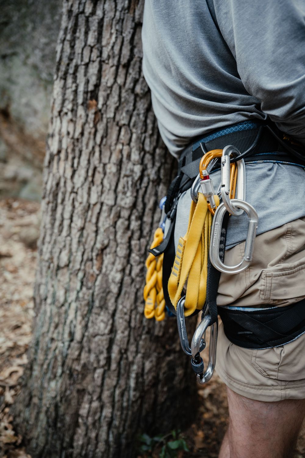 Close-up view of climbing gear and carabiners attached to a harness against a tree trunk background.