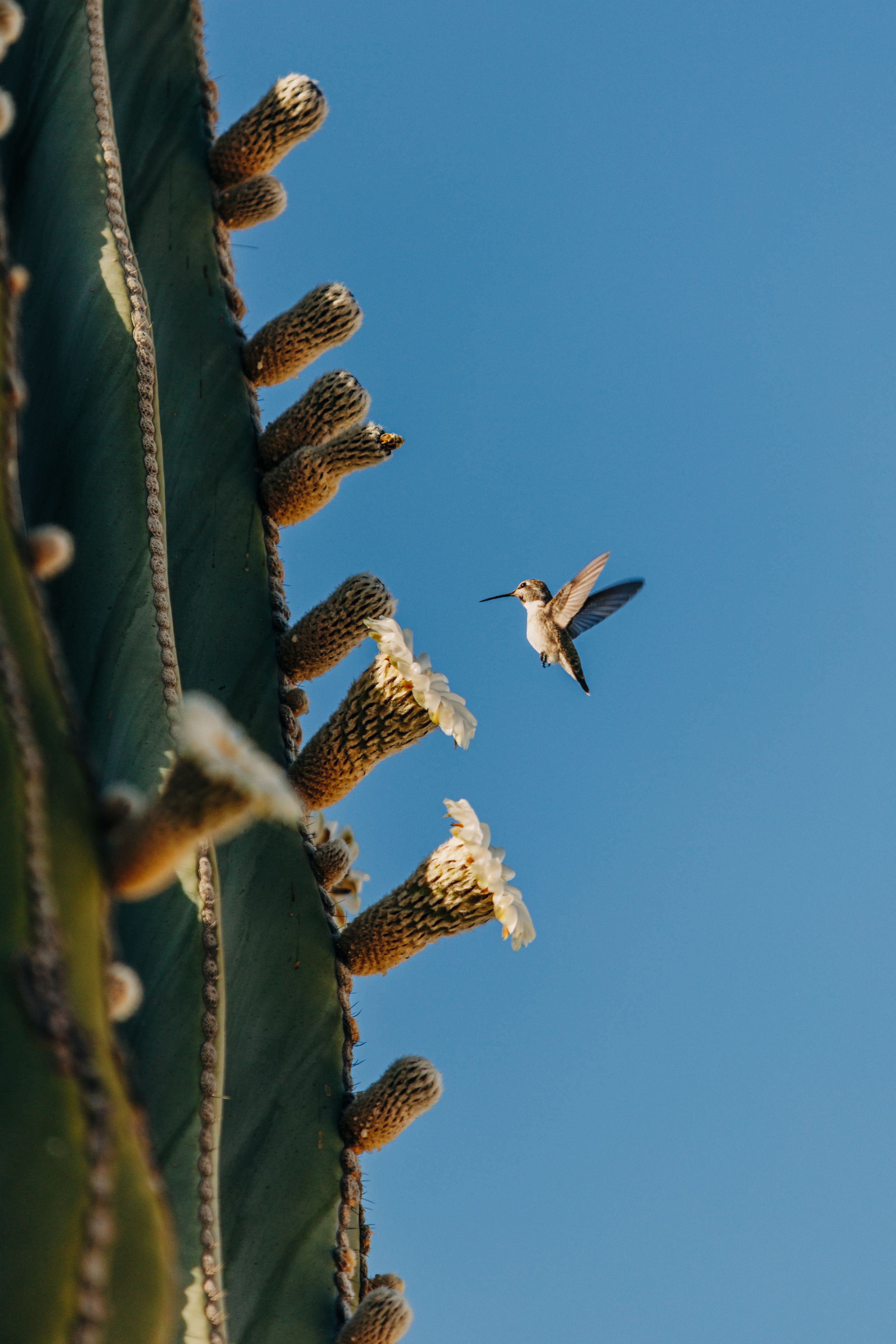 A hummingbird hovers near the flowering buds of a tall cactus plant against a bright blue sky.