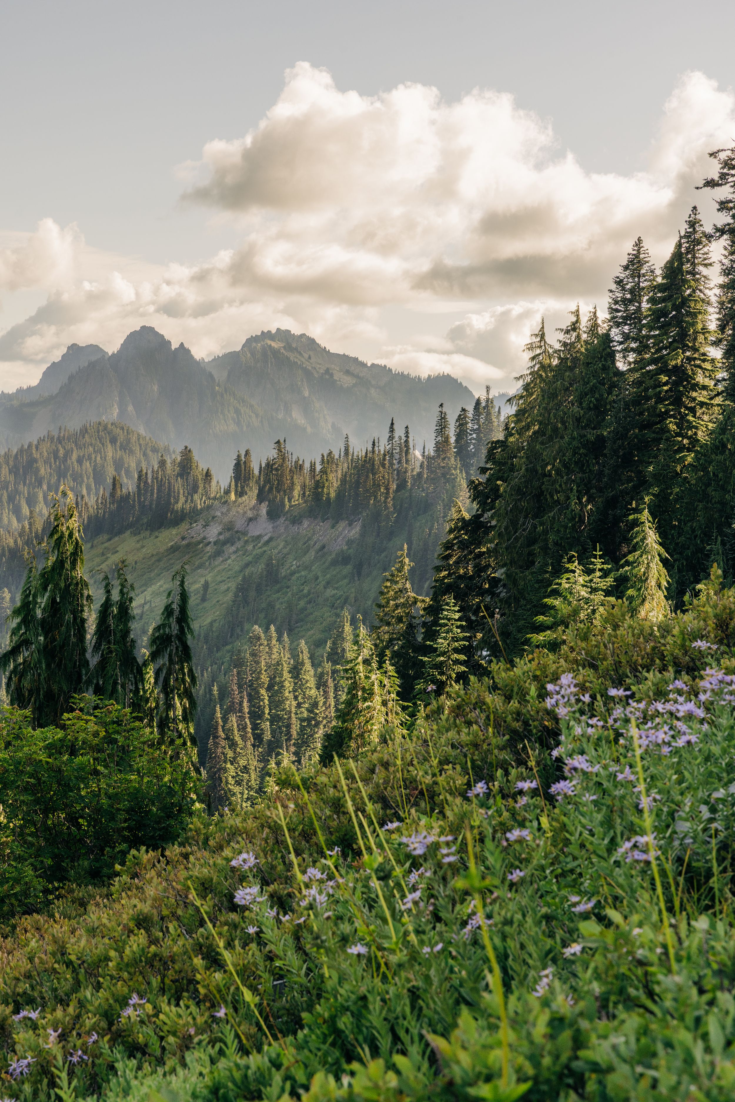 Panoramic view of mountain peaks with wildflowers and evergreen trees in Mount Rainier National Park at sunset.