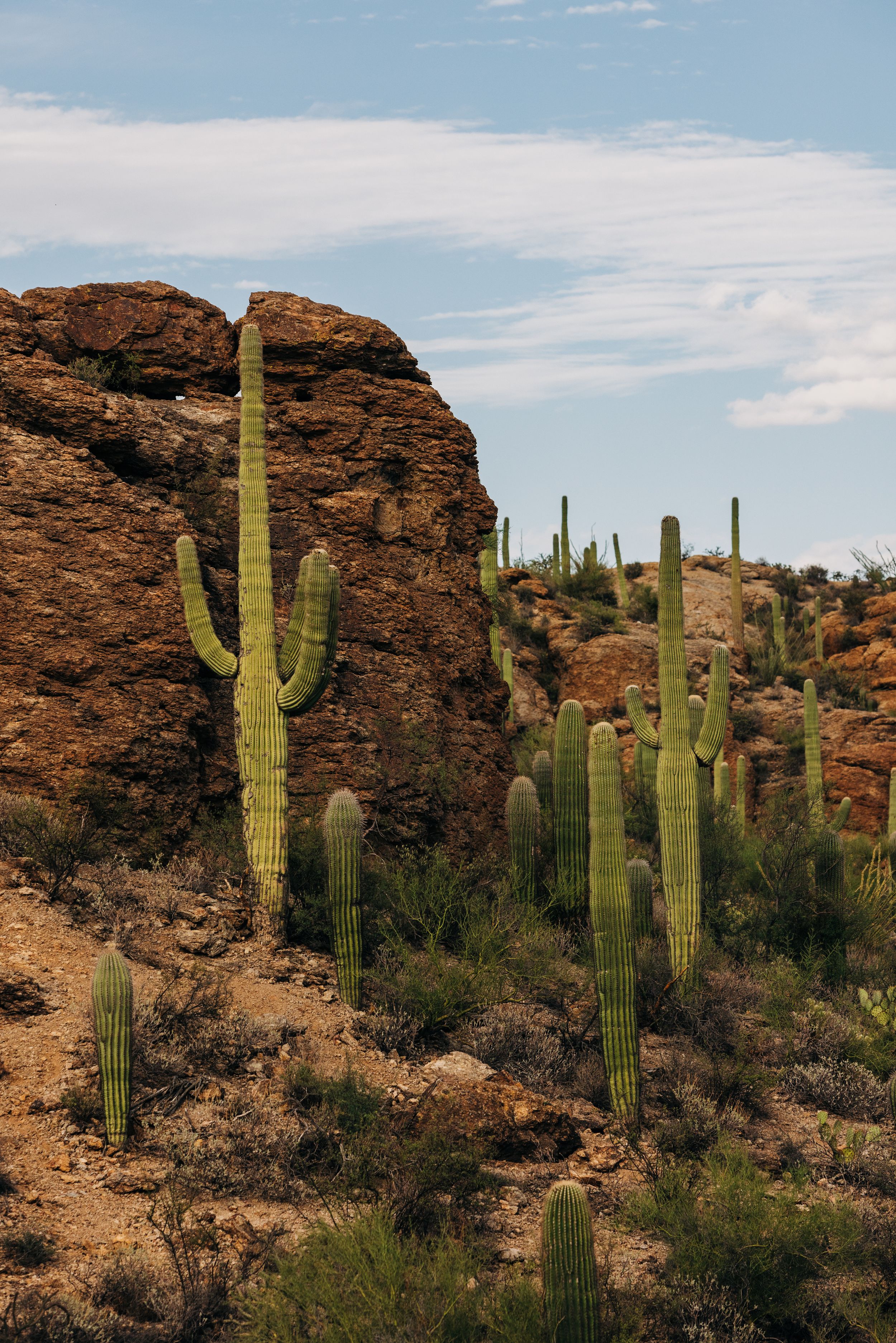 Majestic saguaro cacti stand tall against rugged desert cliffs in the Sonoran Desert landscape.