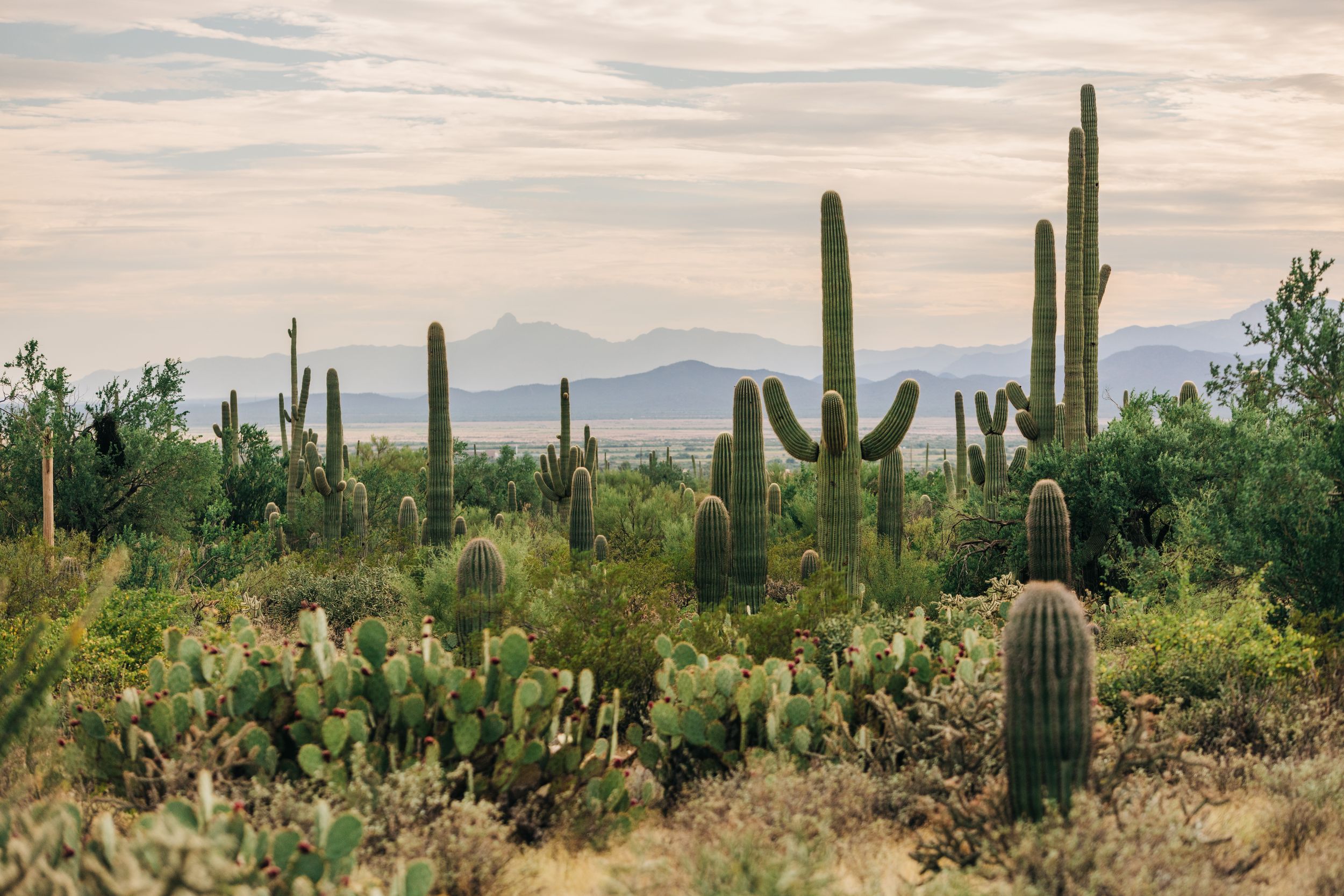 Tall saguaro cacti and desert vegetation dot the landscape at sunset in Saguaro National Park.