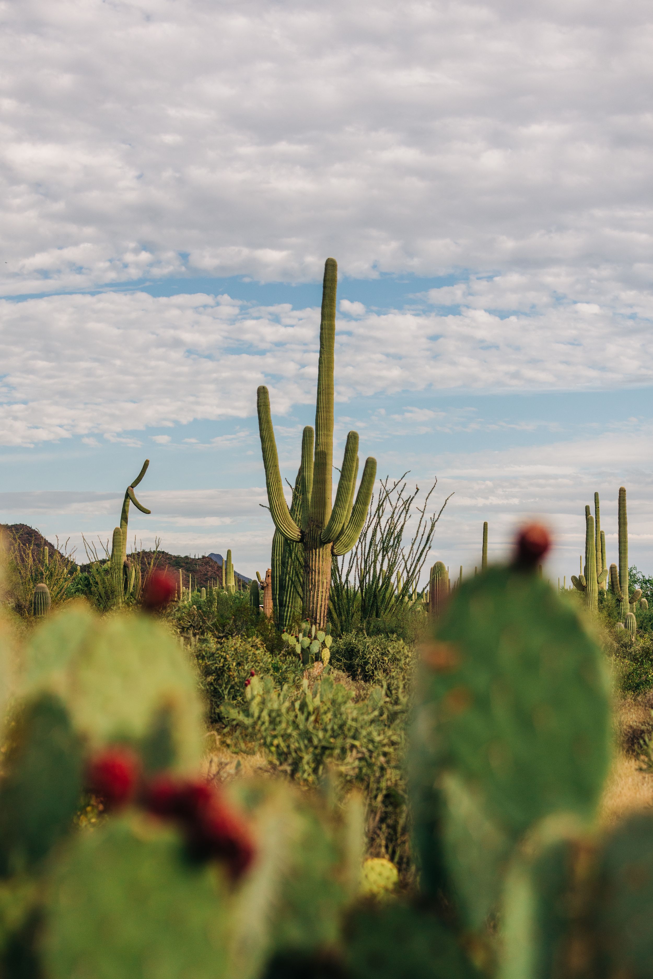 Tall saguaro cactus stands among prickly pear cacti in the Sonoran Desert under a cloudy blue sky.