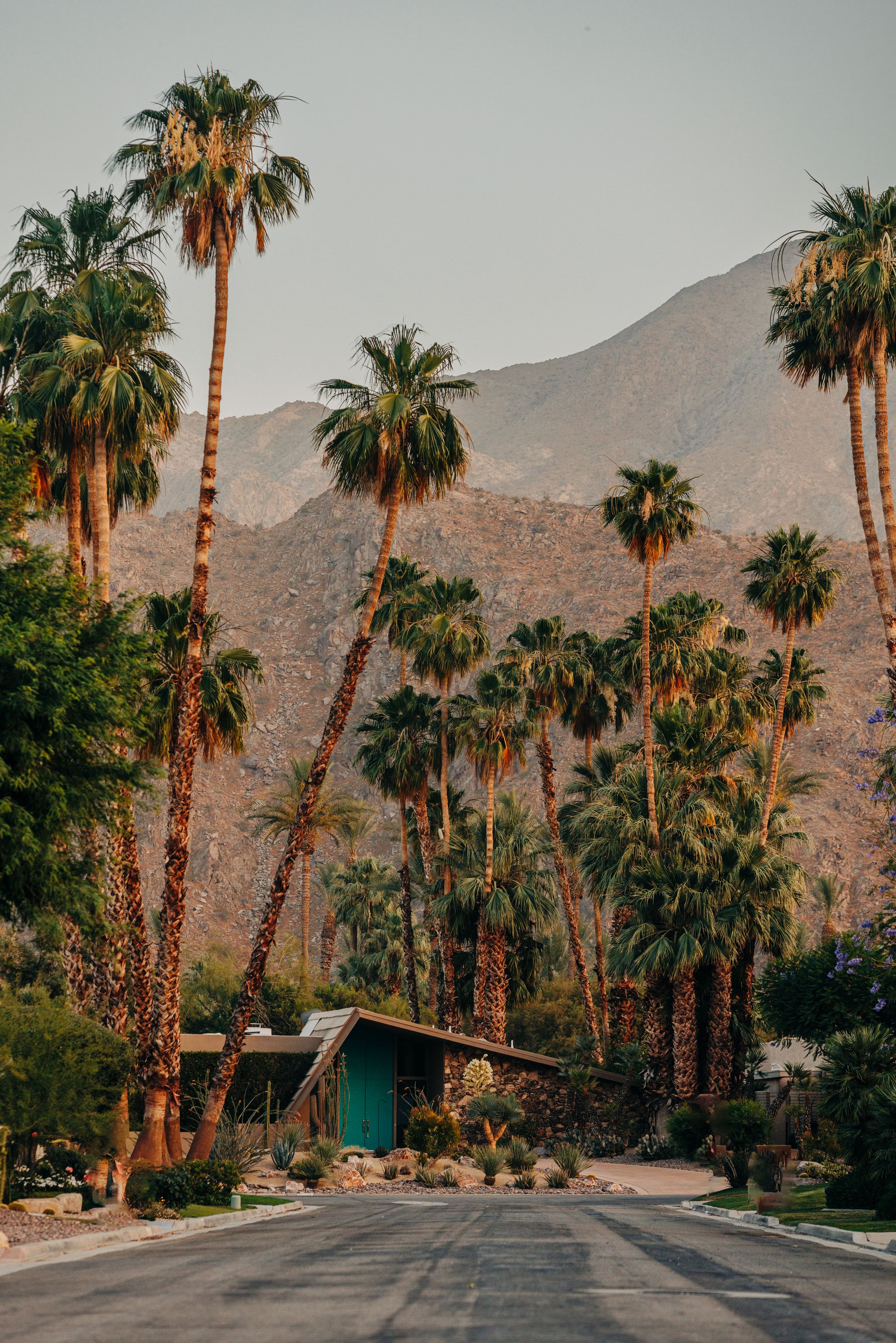 Palm trees line a residential street with mountains in the background in Palm Springs, California.