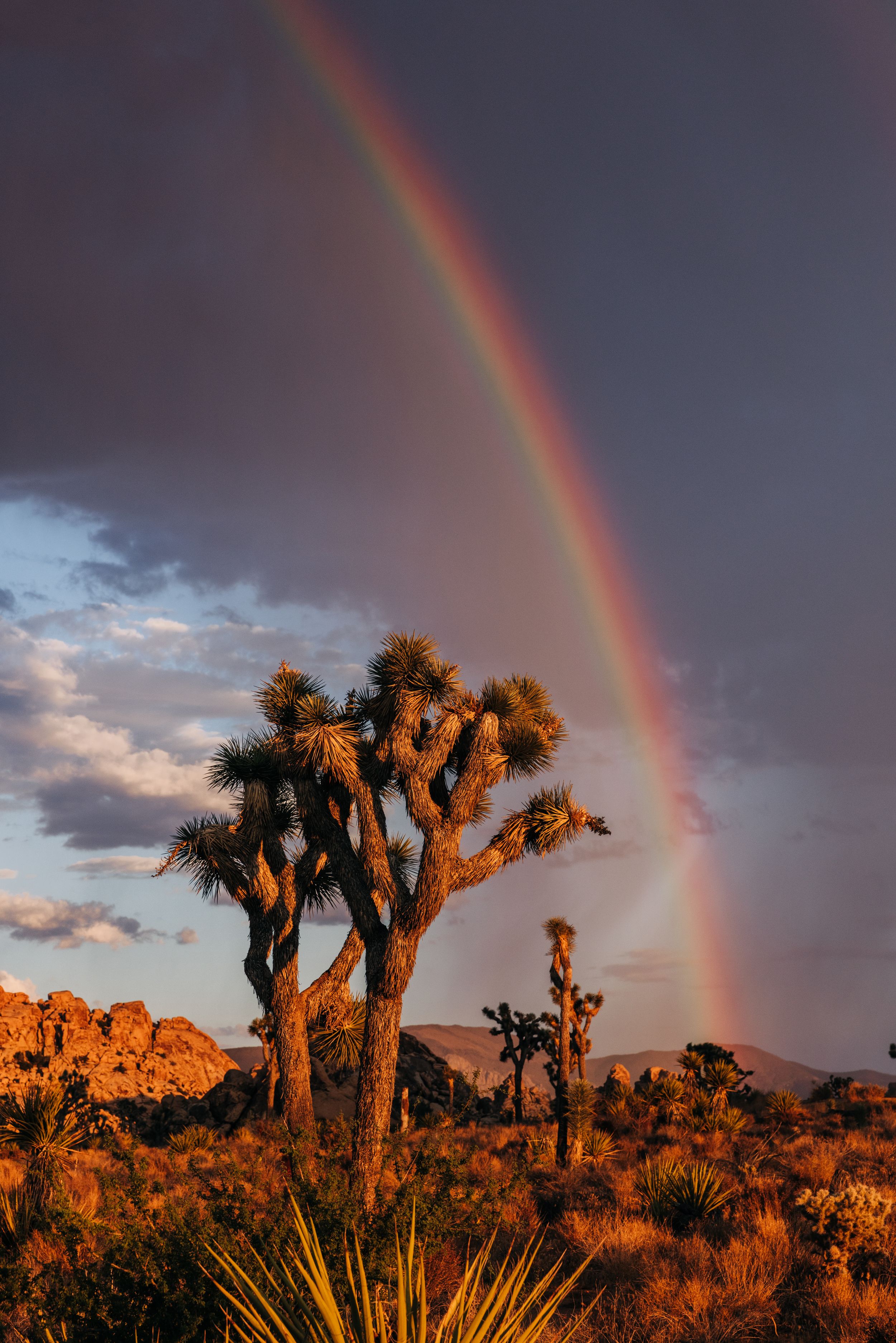 A vibrant rainbow arches over golden Joshua trees in a desert landscape during sunset.