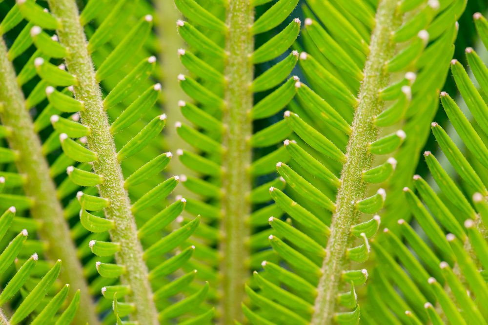 close up of cactus