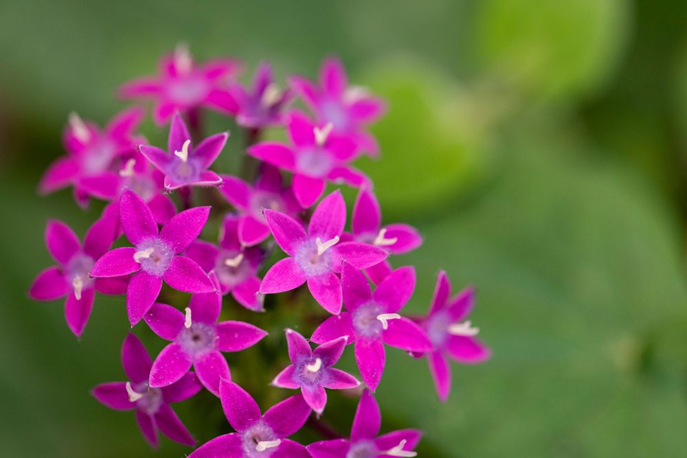 small pink flowers blooming park flowers
