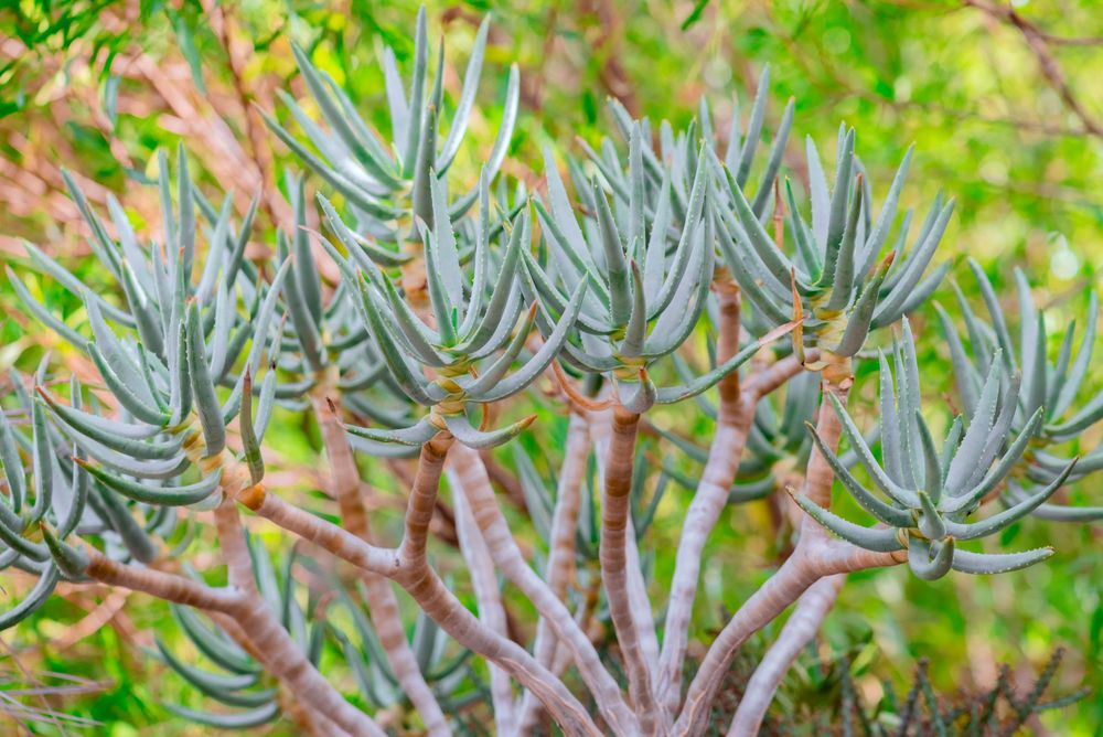 succulent arizona