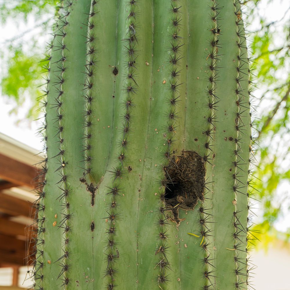 saguaro cactus desert landscape