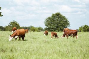 Panoramic view of cattle herd scattered across a green hillside pasture.