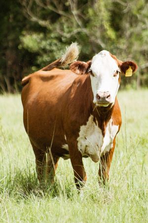 Herd of brown and white cattle standing together in tall grass.