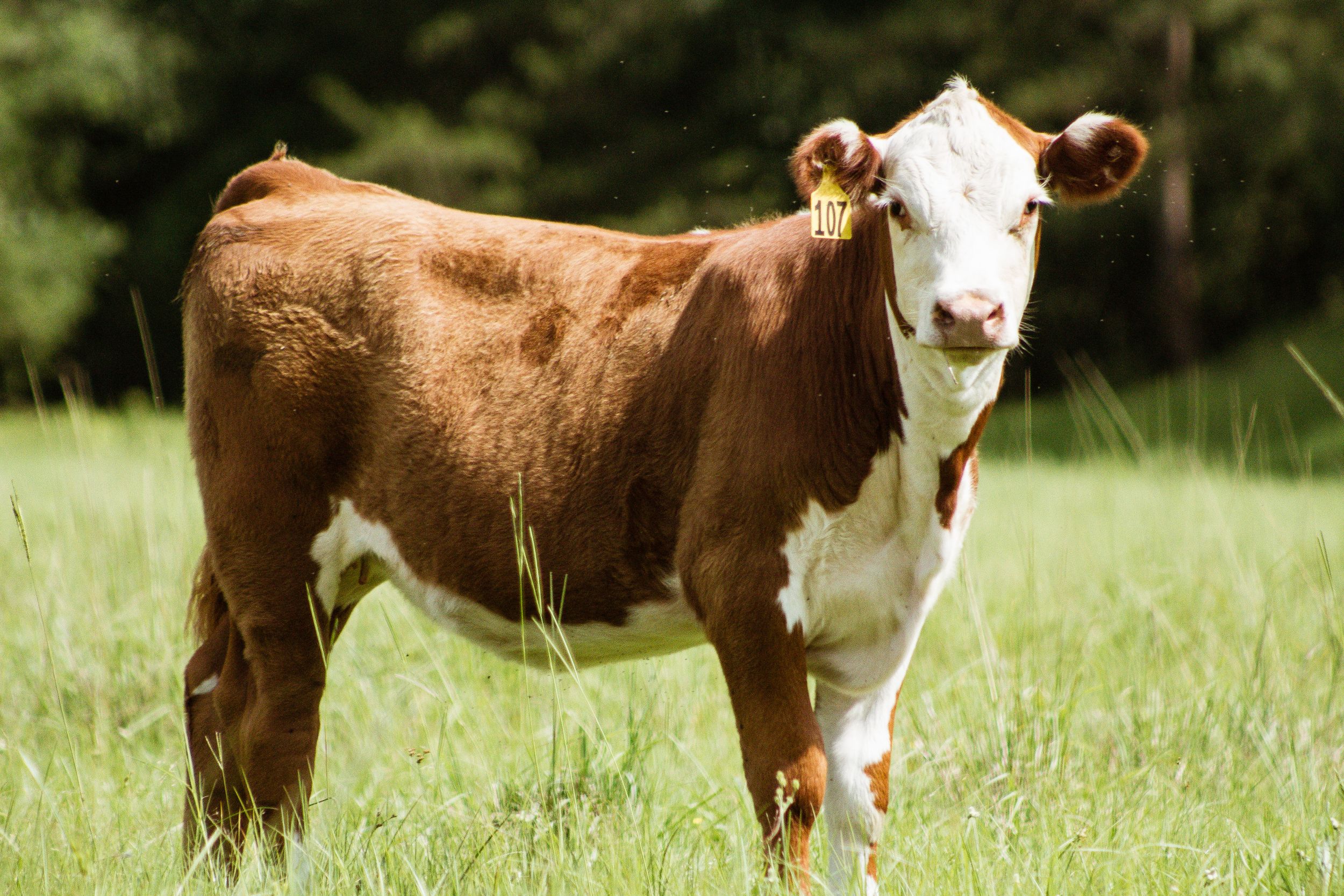 Brown and white cattle lined up in a grassy field.