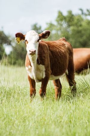 Brown and white cows grazing in a lush green pasture on a sunny day.