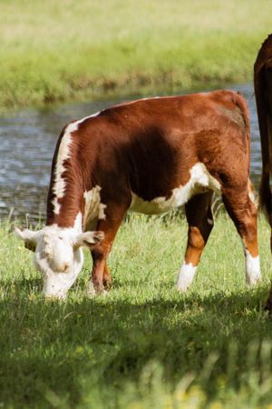 Hereford cattle grazing in green grass near water.