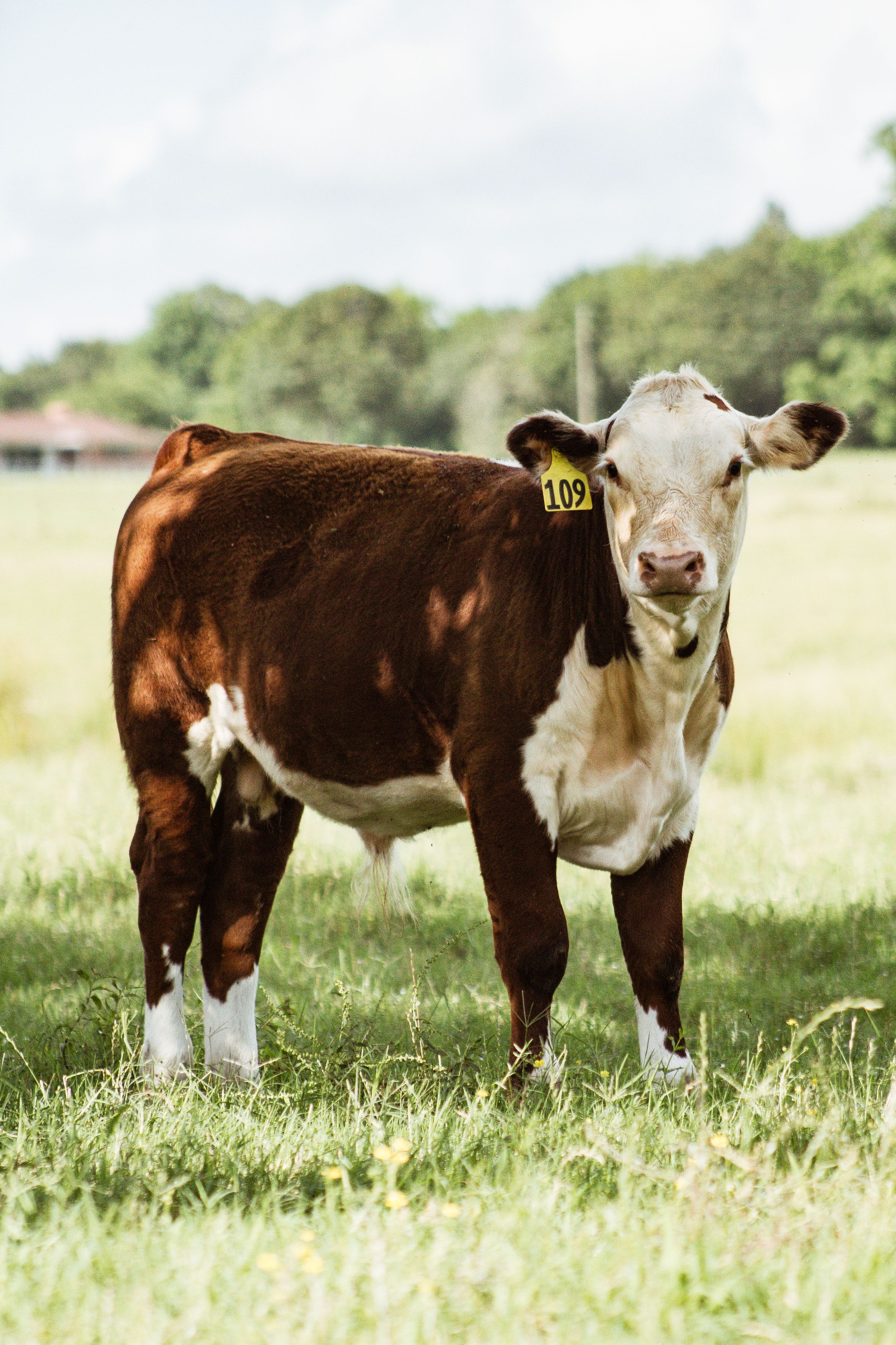 Brown and white Hereford calves standing together in a sunny pasture.