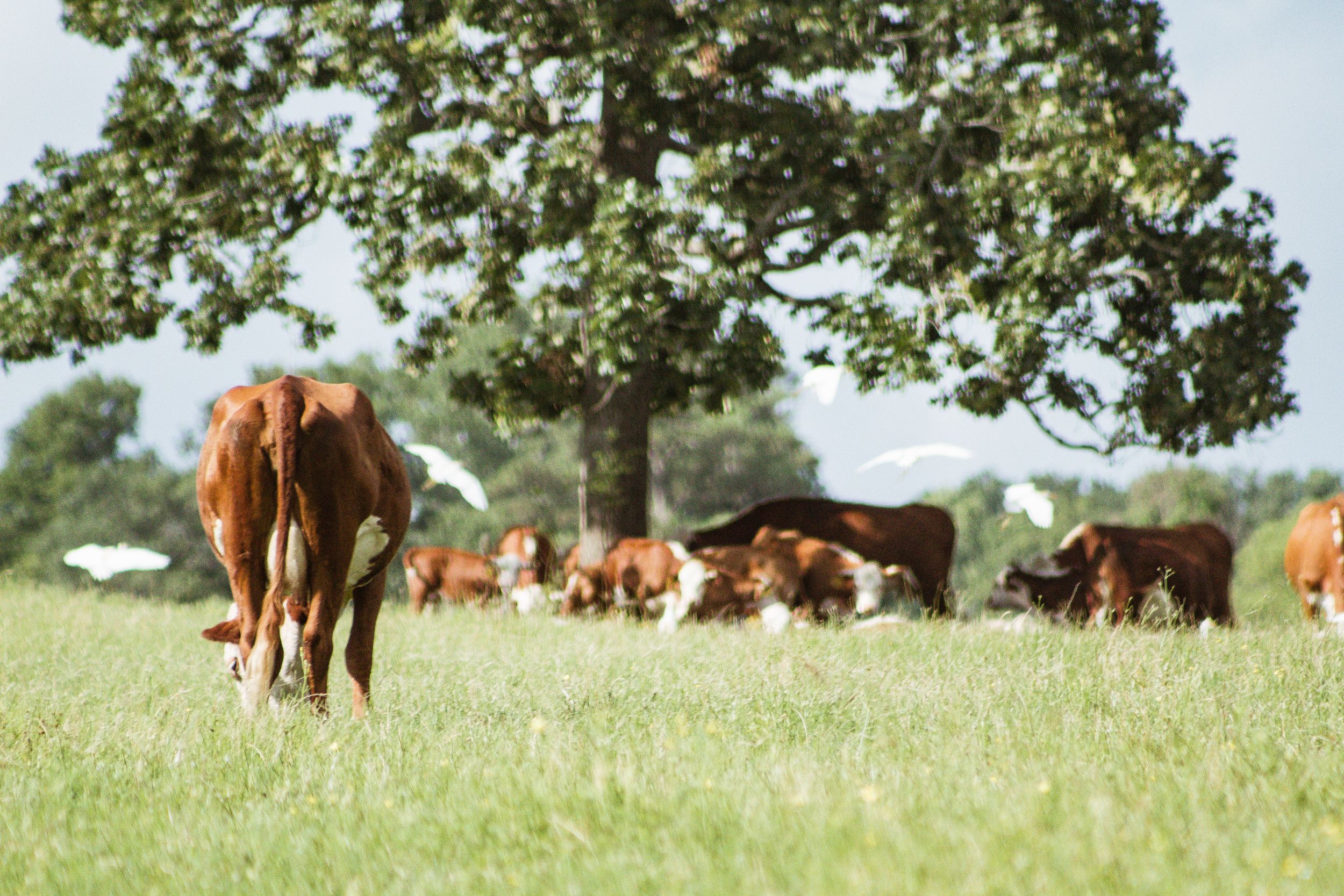 Wide landscape view of cattle grazing in a pastoral field setting.
