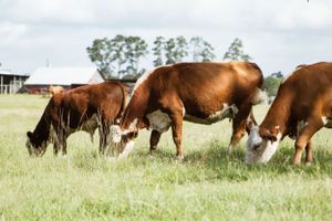 Row of cattle grazing in a sunlit meadow with trees in the background.
