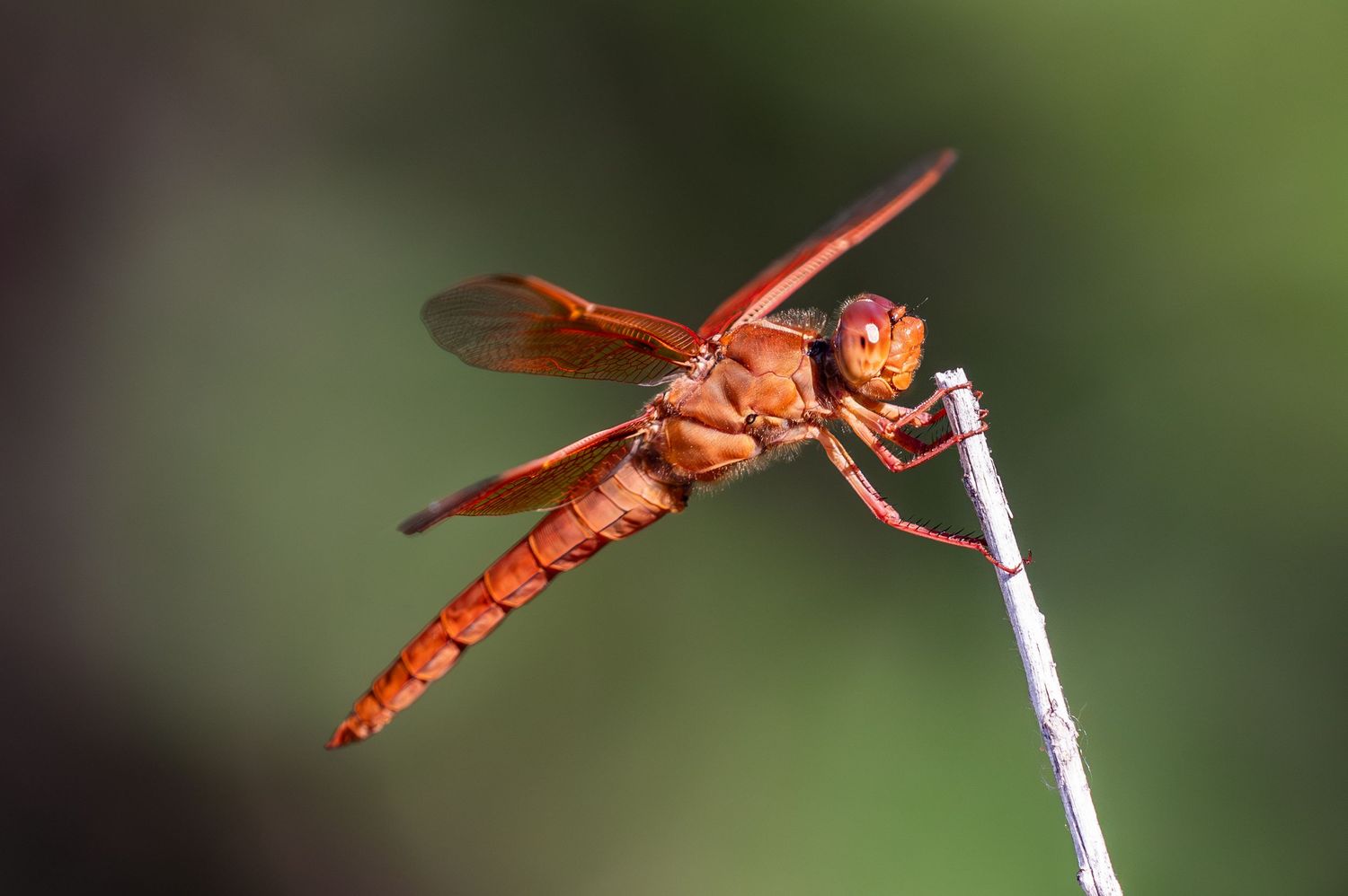 Giant Red Dragon Fly