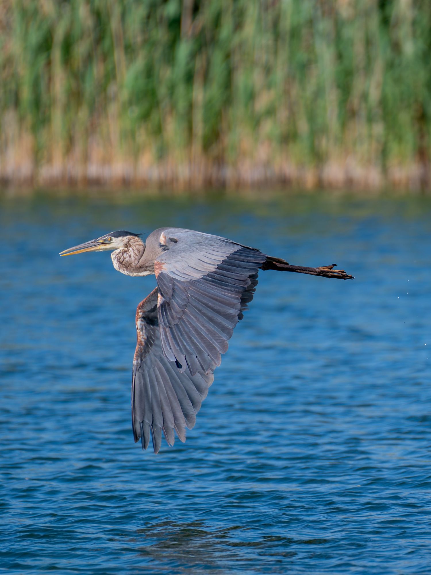 2026 Great blue heron in Fruita Colorado