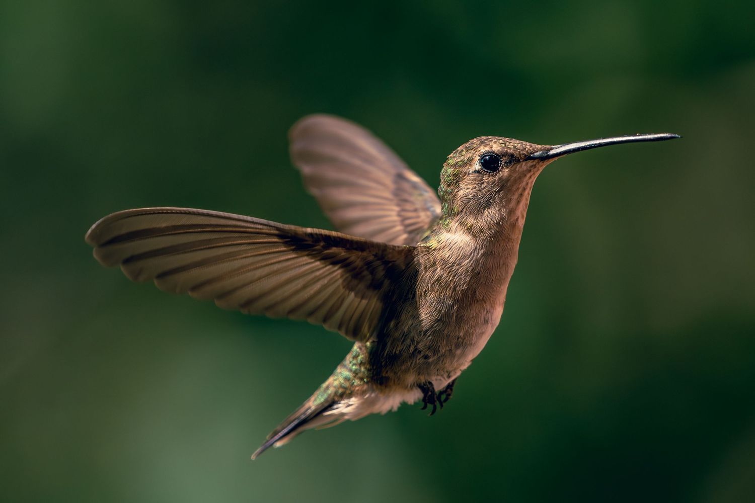 Hummingbird in flight 2025