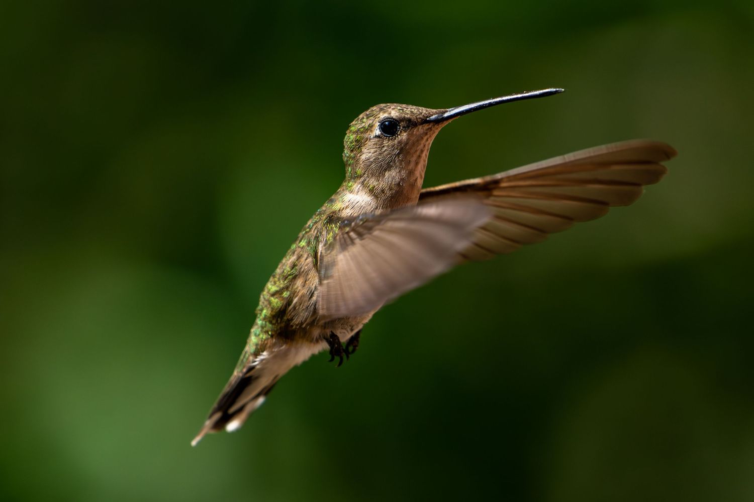 Colorado Wildlife photograph of a Hummingbird in flight 2025