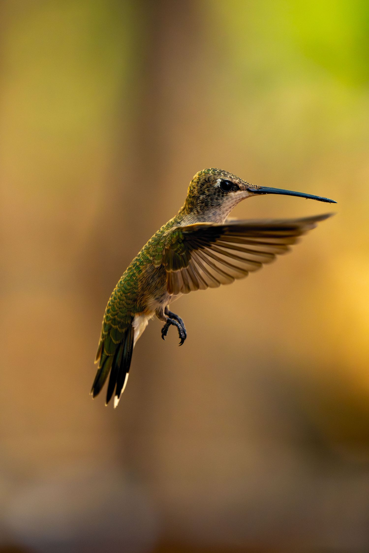 Colorado Wildlife photograph of a Hummingbird in flight 2025