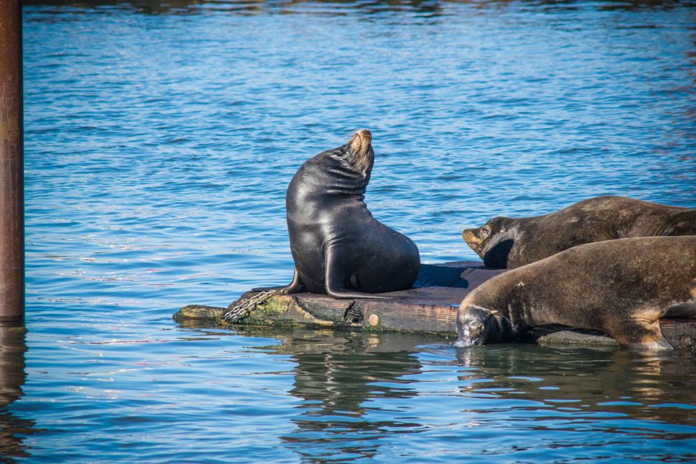 Sea lions lounging on a floating dock in blue water.