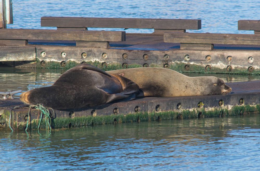 Sea lions lounging on a dock surrounded by seagulls.